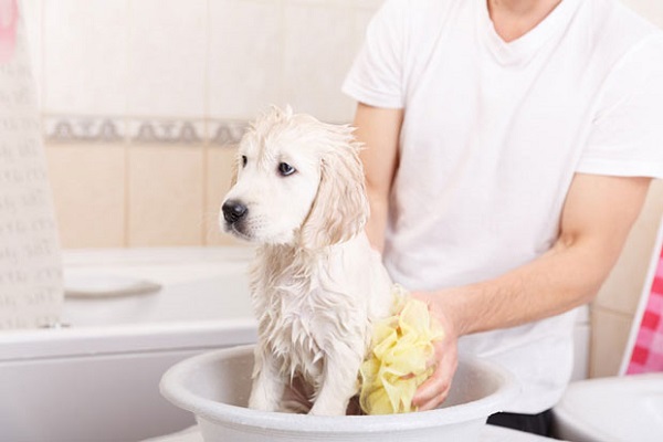 حمام کردن سگ در خانه