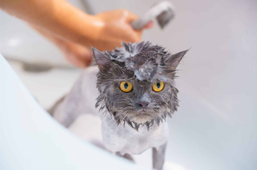 شستن گربه با شامپو بچه