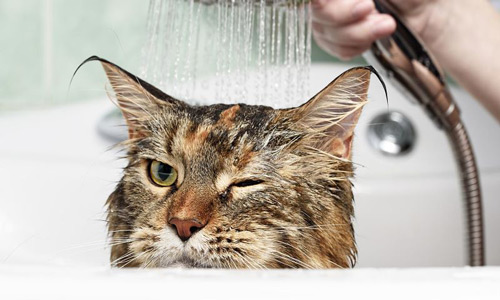 شستن گربه با شامپو بچه