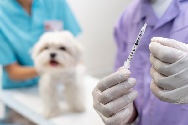 خدمات واکسن سگ و گربه در محل