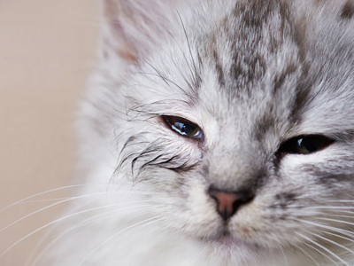 عفونت چشم گربه چیست؟