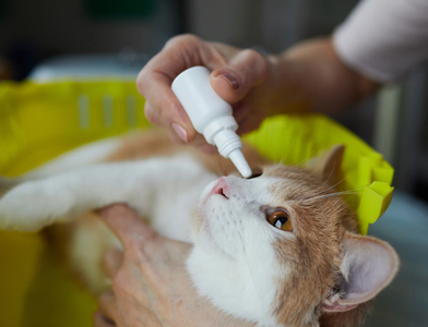 راهکار و پیشگیری از عفونت چشم گربه
