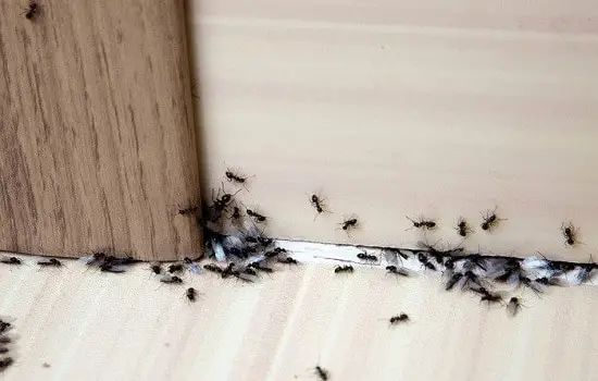 حشره کش موریانه