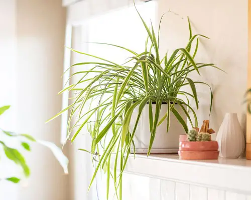 گل گندمی یا spider plant