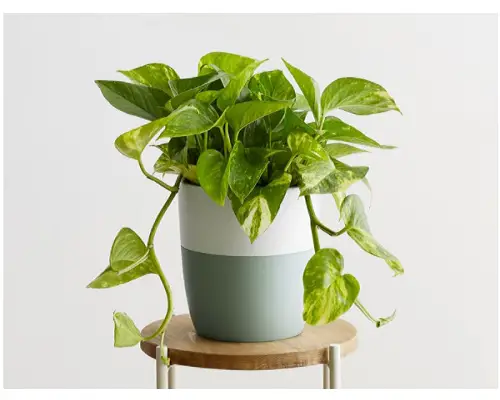 گل آپارتمانی پتوس برای افراد شاغل!