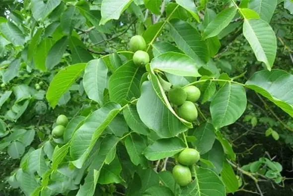 مرحله‌ی پنجم کاشت نهال گردو در گلدان