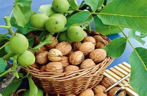 مرحله اول کاشت گردو در گلدان
