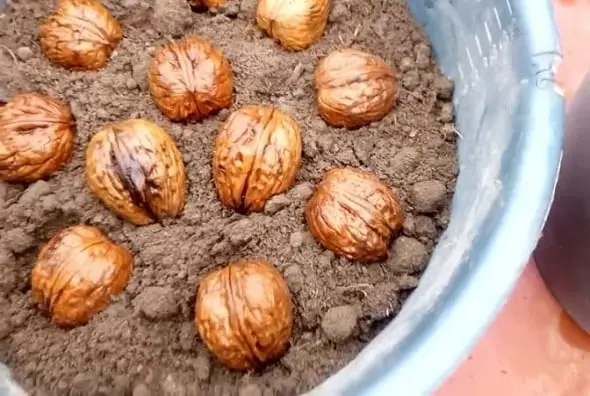 مرحله‌ی سوم نحوه کاشت گردو در گلدان
