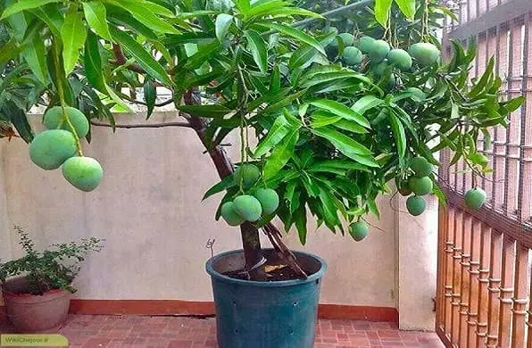 آموزش مرحله به مرحله‌ی طرز کاشت گردو