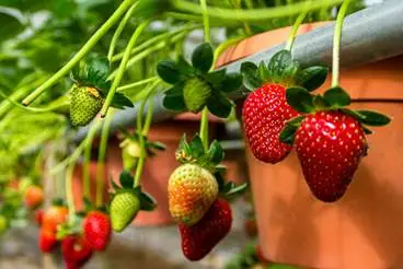 توت فرنگی گلخانه ای