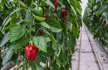 فلفل گلخانه ای