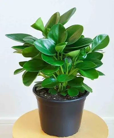 گل قاشقی سبز