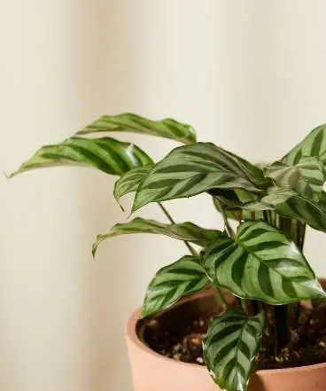 نحوه نگهداری و پرورش سینگونیوم